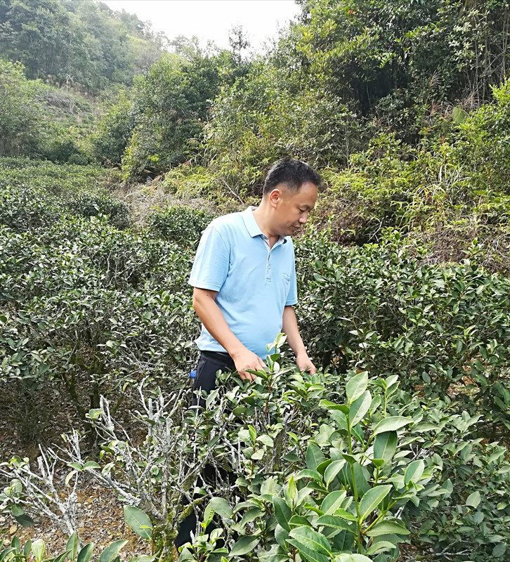 茶叶基地