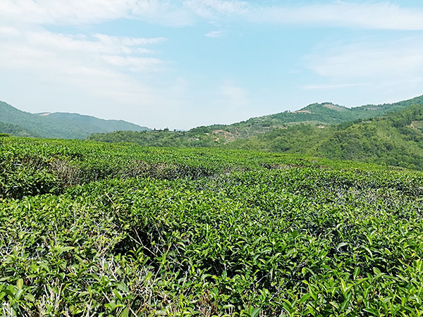 茶叶基地