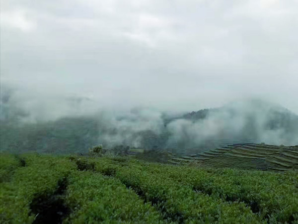 茶叶基地